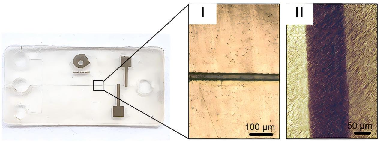 Surface Area & Pore Size Distribution
